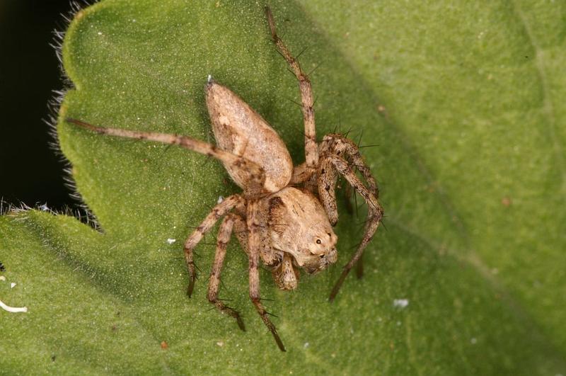 Oxyopes_ZZ561_D7146_Z_90_Macquarie caravan park_Australie.jpg